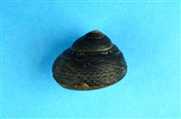 藏品(素面黑鐘螺)的圖片